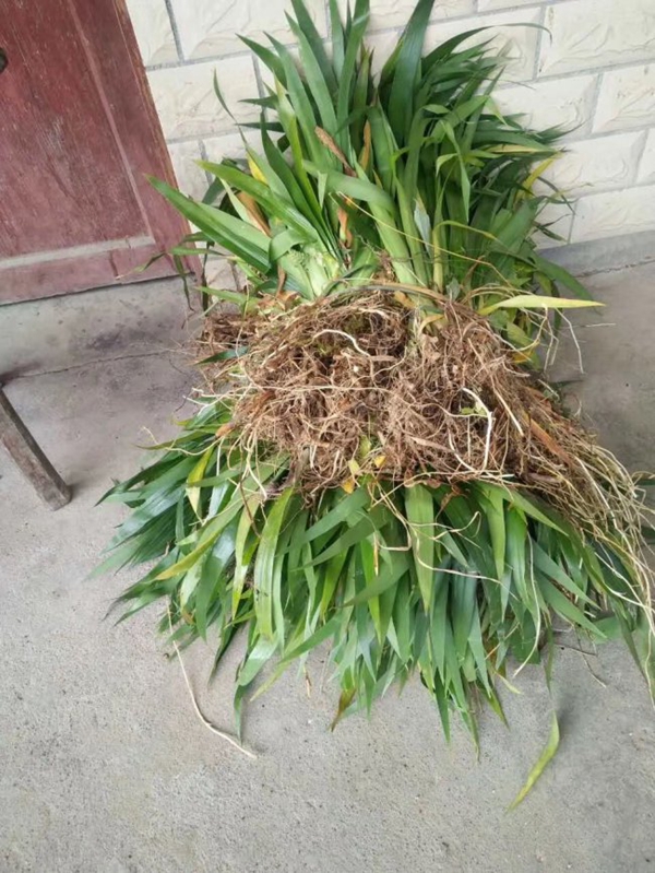 1638600746926330.jpg 常綠鳶尾 (11).jpg