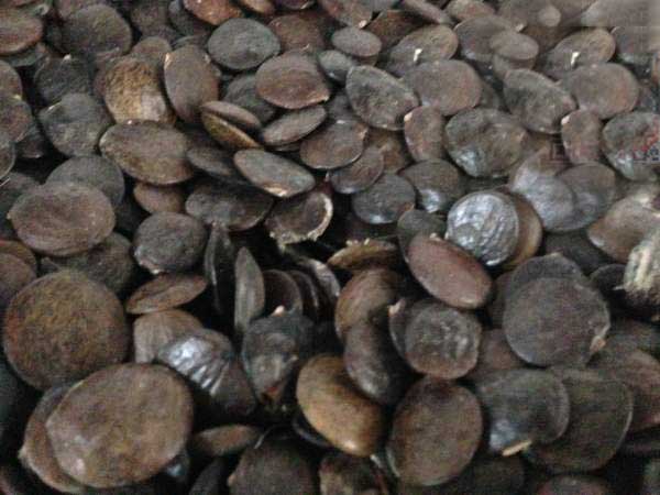 1638609806427893.jpg 紫藤種子.jpg