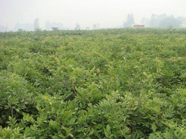 1638611707749817.jpg 紫藤101.jpg