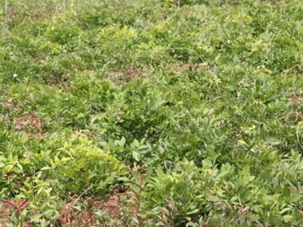 1638611737306018.jpg 紫藤61.jpg