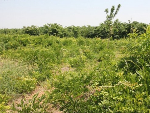 1638611753624933.jpg 紫藤41.jpg