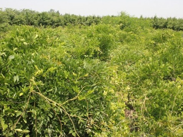 1638615206323425.jpg 紫藤71.jpg