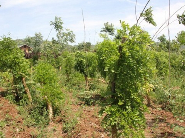 1638615214952883.jpg 紫藤111.jpg