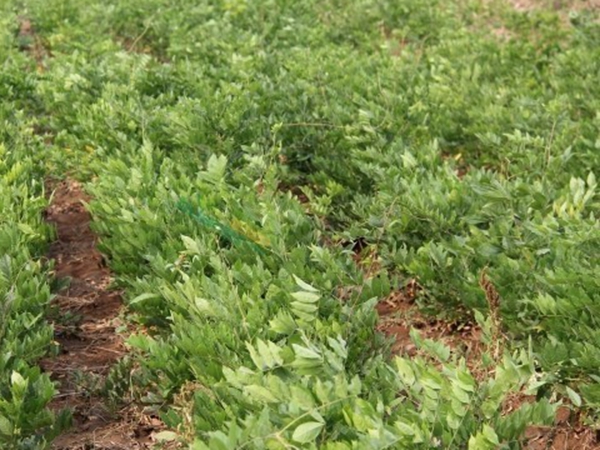 1638618139991239.jpg 紫藤81.jpg