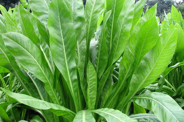 將軍菊苣牧草營養價值高嗎