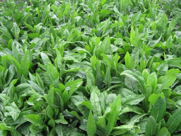 1638763706408505.jpg 菊苣4.jpg