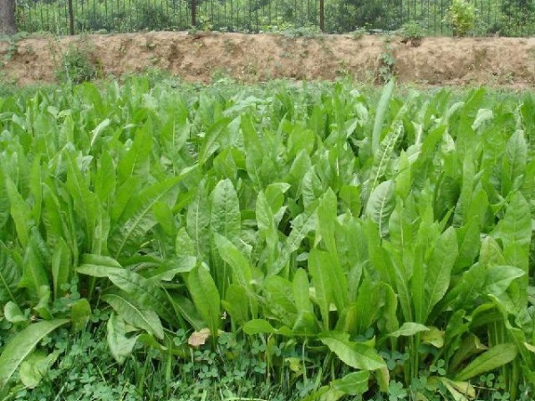 1638927288337775.jpg 菊苣01.jpg