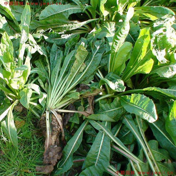 1638928358168554.jpg 3_副本.jpg