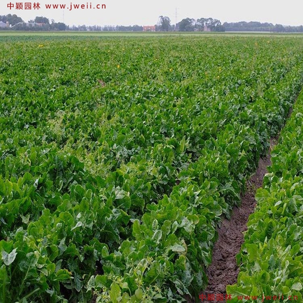 1638928381761685.jpg 5_副本.jpg