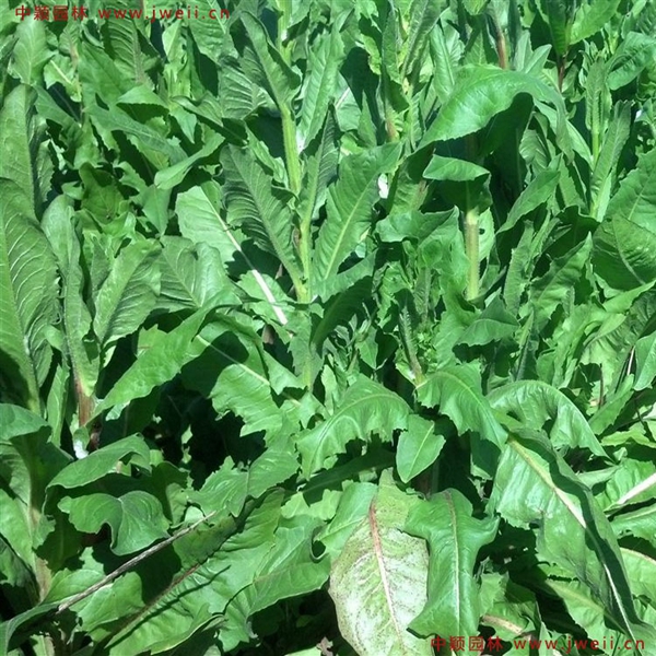 1638928393380355.jpg 7_副本.jpg