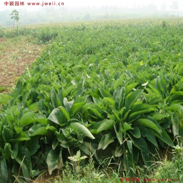 1638929556365005.jpg 2_副本.jpg