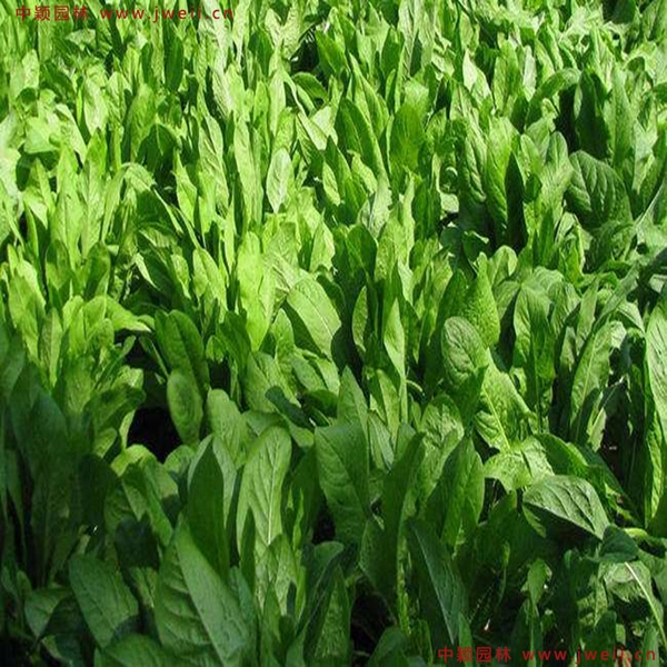 1638929559586148.jpg 4_副本.jpg