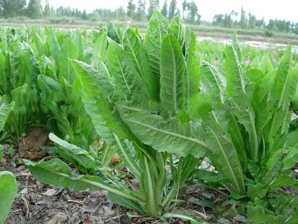 1639016412880948.jpg 菊苣00.jpg