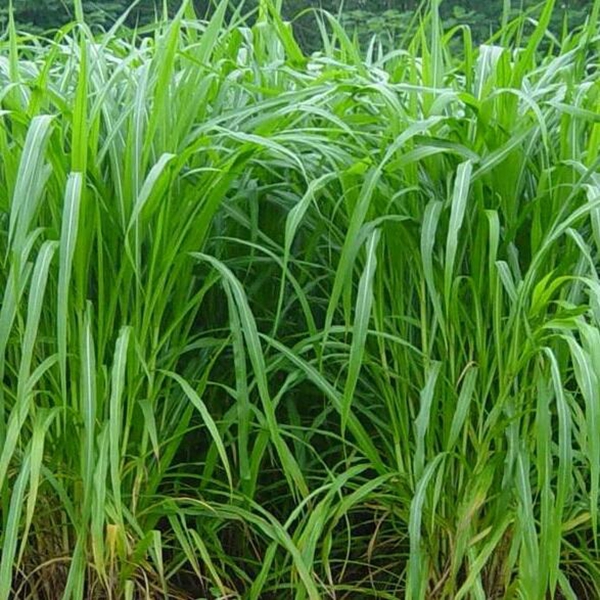 1639125337941324.jpg 皇竹草20.jpg