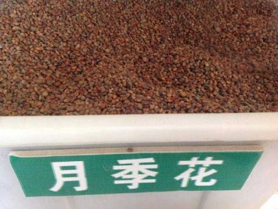 月季種籽什么時間播種發芽率最高？