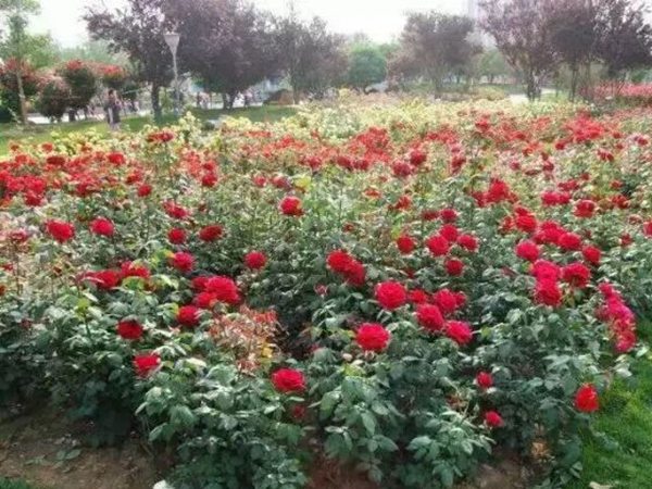 月季花32.jpg