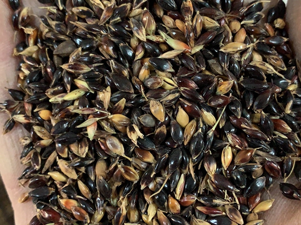 1641089221389803.jpg 蘇丹草2.jpg