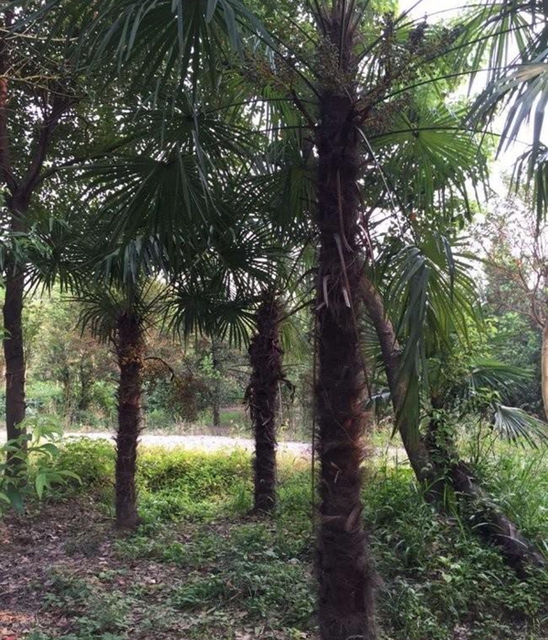棕櫚樹3.jpg