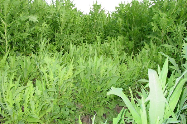 苦荬菜種子畝播種用量 苦荬菜種子畝播種用量