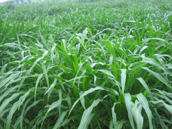 種植牧草需要注意的地方有很多，需要注意什么？