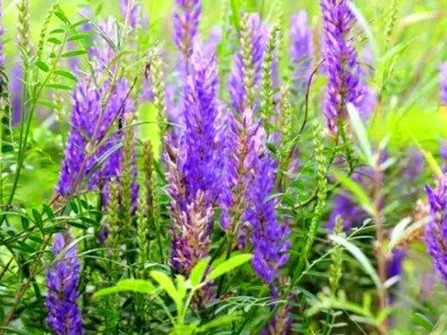 沙打旺基本詳情介紹以及播種方式