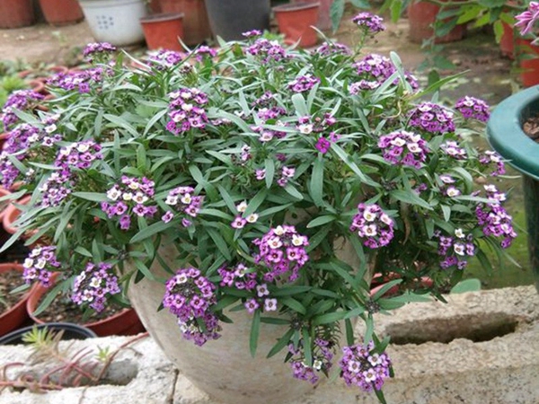 1642687963557829.jpg 香雪球.jpg