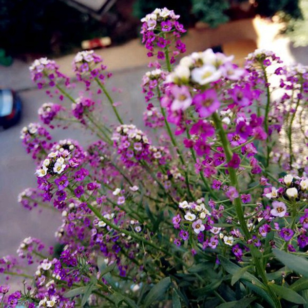 1642687973681097.jpg 香雪球1.jpg