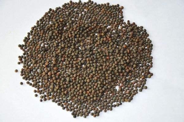 高產牧草種子——毛苕子播種方法 高產牧草種子——毛苕子播種方法