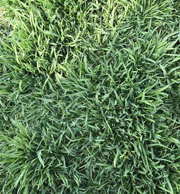 早熟禾圖片_冷季型草坪_北方冬季常綠耐寒品種