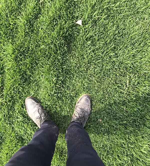 早熟禾圖片_冷季型草坪_北方冬季常綠耐寒品種