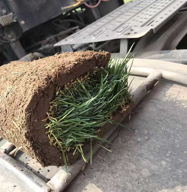 早熟禾圖片_冷季型草坪_北方冬季常綠耐寒品種