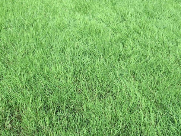 1644581298392793.jpg 草坪.jpg