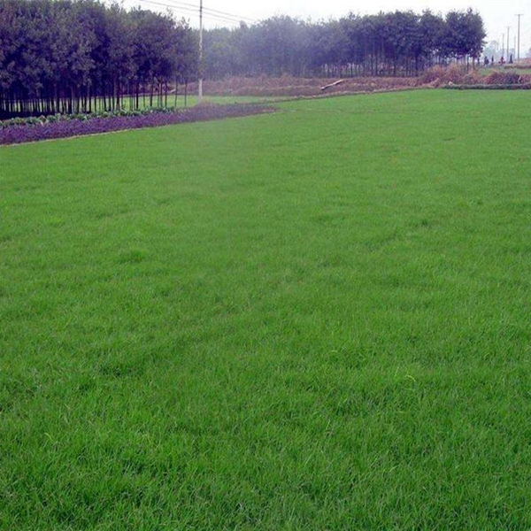 1644581326550691.jpg 高羊茅7_副本.jpg