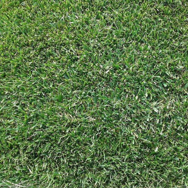 1644581330453902.jpg 高羊茅9_副本.jpg