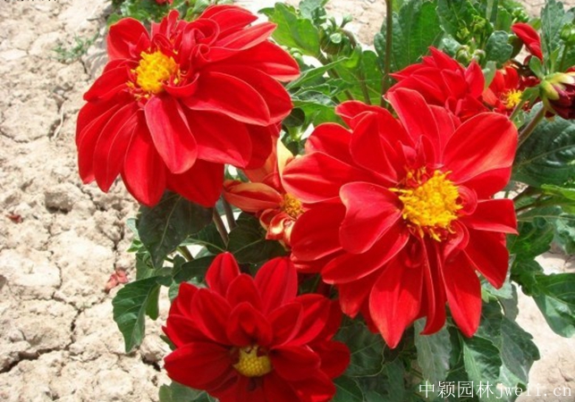 1644800349922994.jpg 小麗花8.jpg