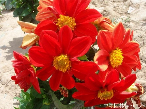 1644800367694631.jpg 小麗花5.jpg