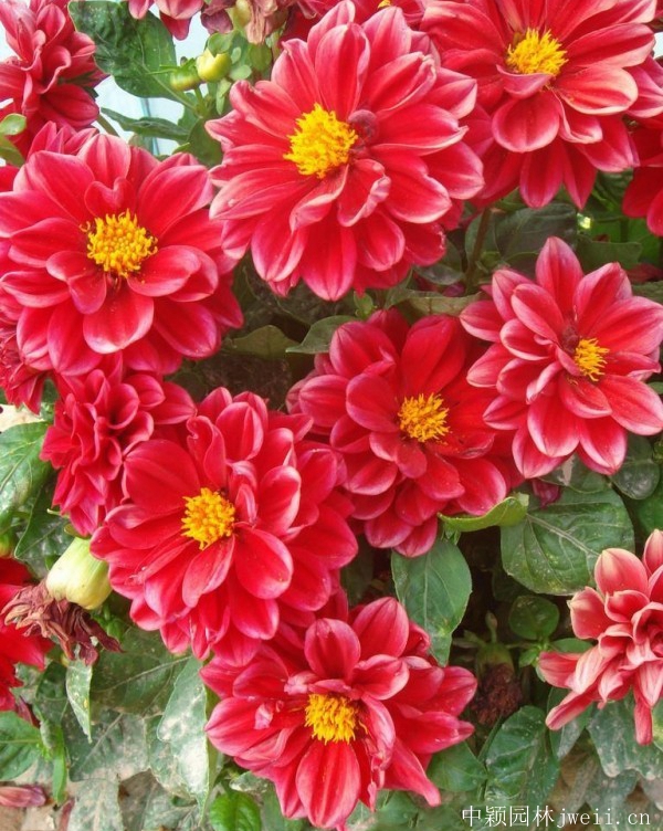 1644800386828523.jpg 小麗花11.jpg