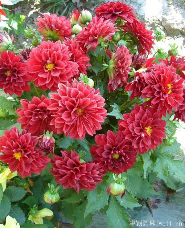1644800390635790.jpg 小麗花10.jpg
