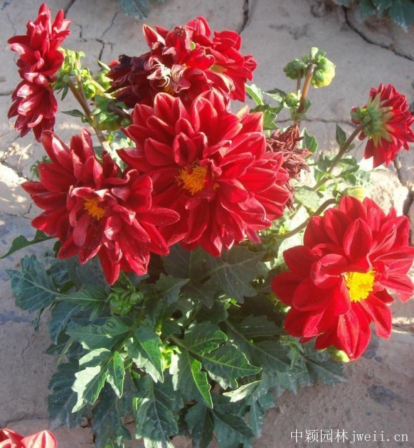 1644800406977317.jpg 小麗花13.jpg