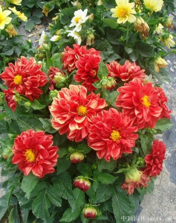 1644800416518613.jpg 小麗花12.jpg