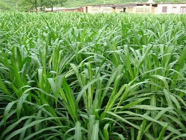 甜象草圖片 甜象草圖片