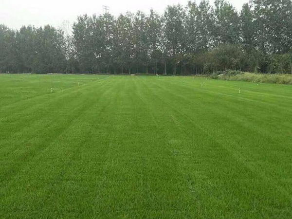 1645189400869597.jpg 早熟禾40_副本.jpg