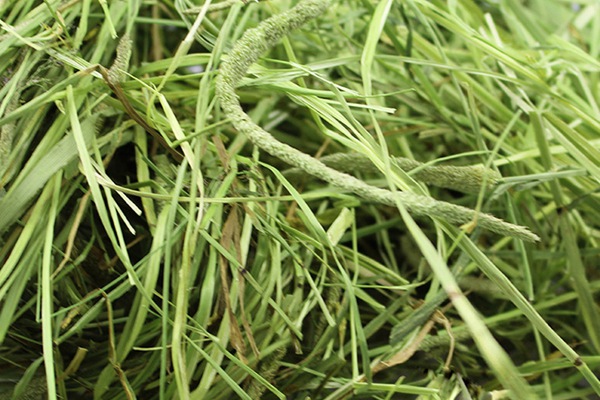 提摩西草的種植方法