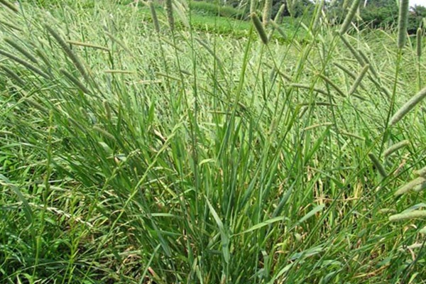 提摩西草的種植方法