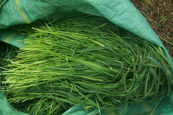 提摩西草的種植方法