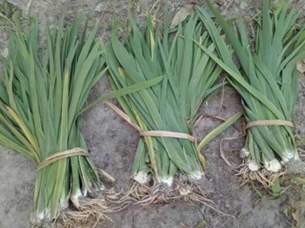 1645924774110833.jpg 常綠鳶尾 (9).jpg