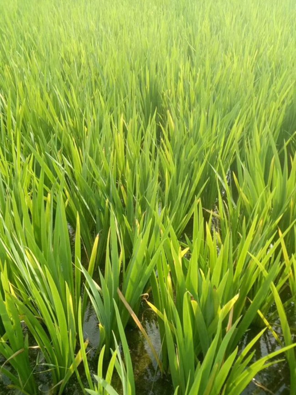 1645924791339381.jpg 常綠鳶尾 (7).jpg