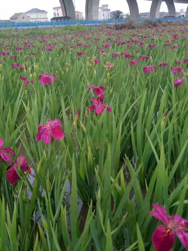 1645924796430106.jpg 常綠鳶尾 (8).jpg