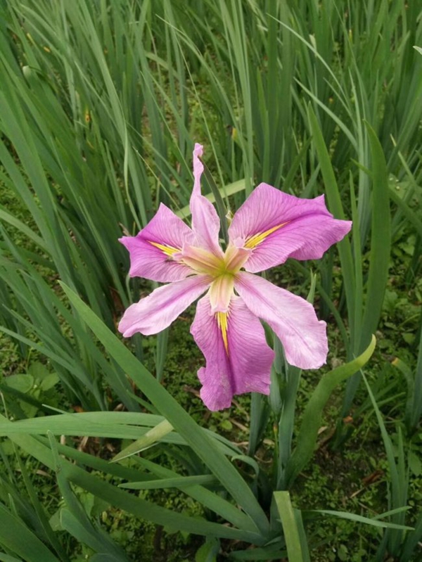 1645924808234101.jpg 常綠鳶尾 (14).jpg