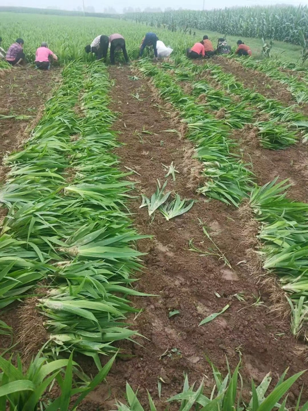 1645924818327878.jpg 鳶尾3_副本.jpg